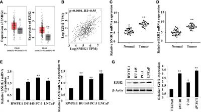 Long Non-Coding RNA SNHG1 Regulates the Wnt/β-Catenin and PI3K/AKT/mTOR Signaling Pathways via EZH2 to Affect the Proliferation, Apoptosis, and Autophagy of Prostate Cancer Cell